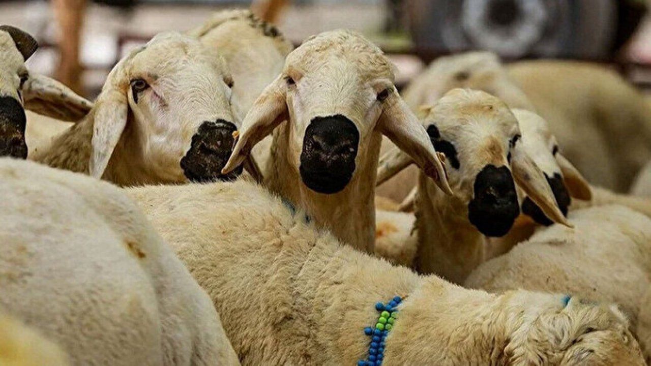 2023 yılı kurban fiyatları belli oldu Görseli