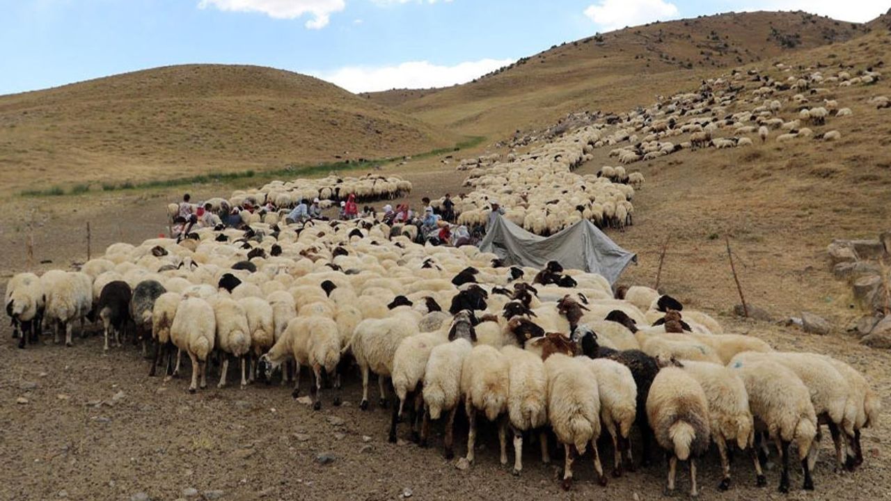 Van’da çoban arayışları başladı! Aylık gelir 40 bin TL civarında Görseli