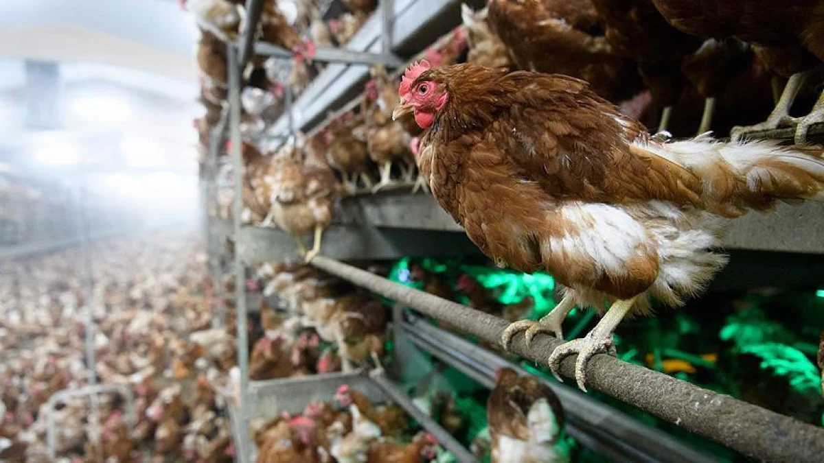 Türkiye, ABD’nin Yumurta Krizine Çözüm Oluyor Görseli