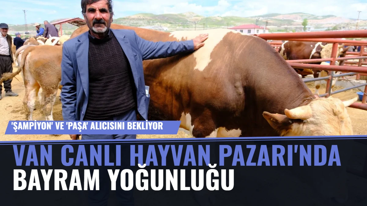 Van Canlı Hayvan Pazarı'nda Bayram Yoğunluğu: 'Şampiyon' ve 'Paşa' Alıcısını Bekliyor
