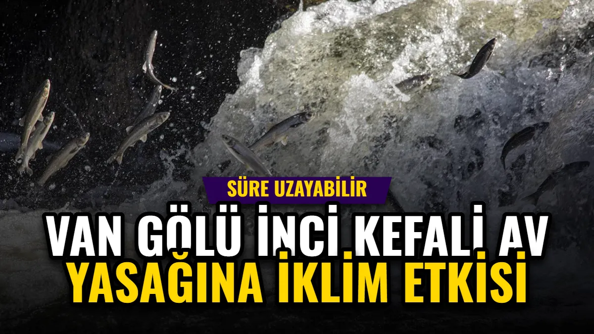 Van Gölü İnci Kefali Av Yasağına İklim Etkisi: Süre Uzayabilir Görseli