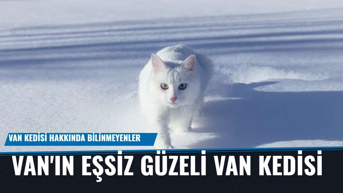 Van Kedisi: Türkiye'nin Beyaz İnci'sinin Gizemli Dünyası ve Koruma Çabaları Görseli